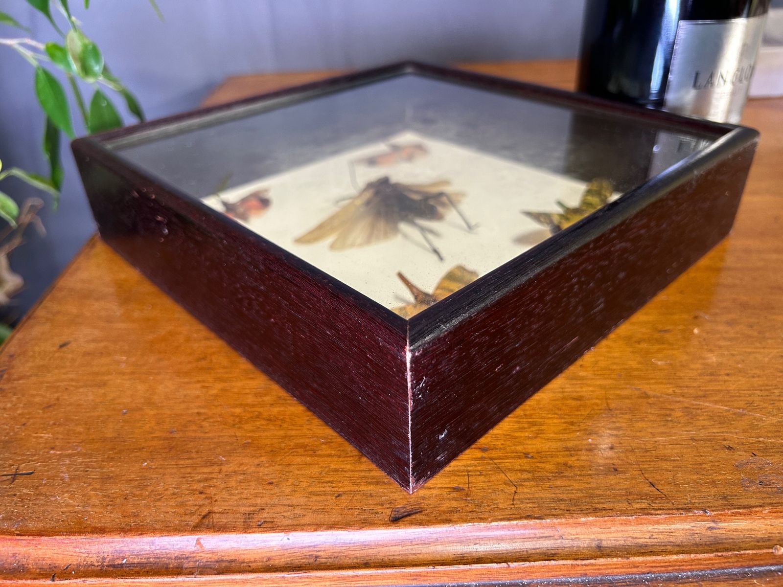 photo furniture Aularches Grasshopper Fulgora Planthopper Exotic Insect Taxidermy In Case