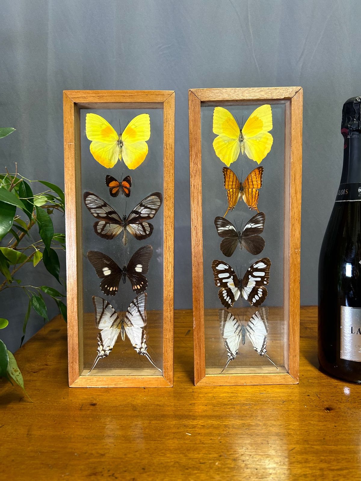 Vintage Taxidermy Butterflies In Pair Of Cased photo furniture