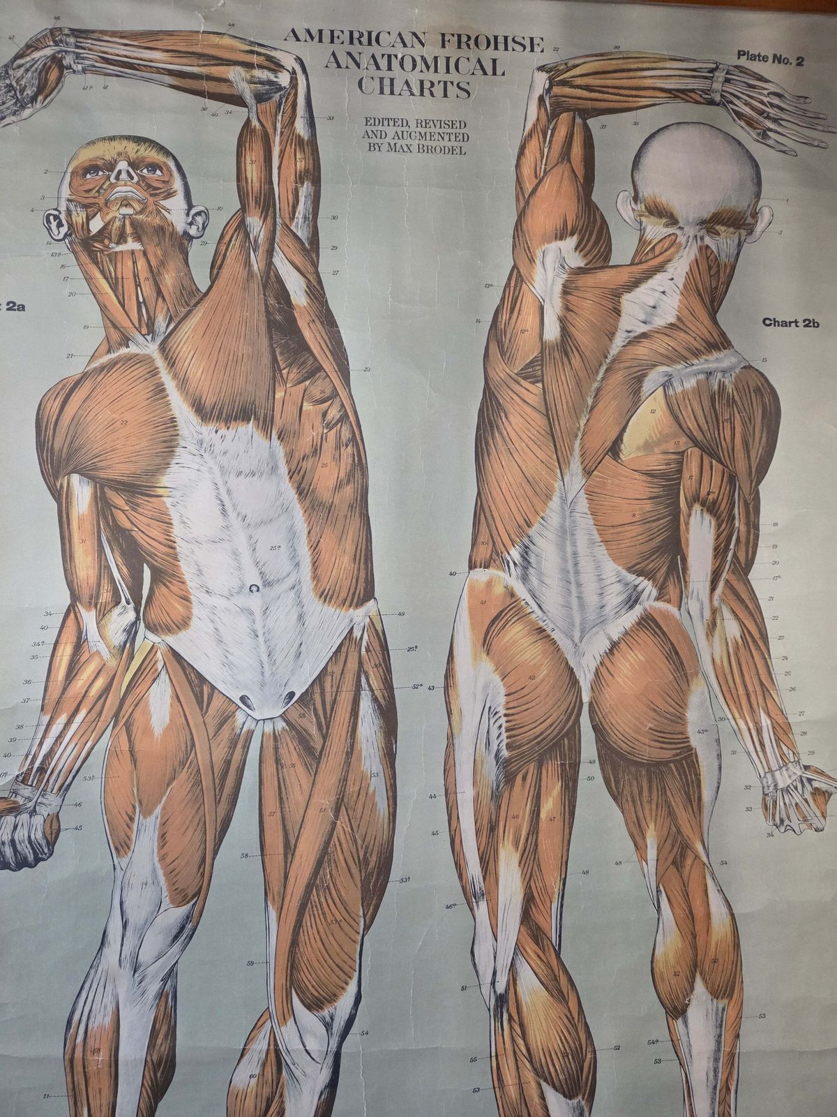 photo furniture American Frohse Anatomical Chart Max Brodel Wall Hanging Poster By Adam, Rouilly & Co Medical