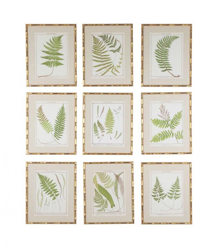 Collection Of Nine Late 19th Century Chromolithographs Of British Ferns