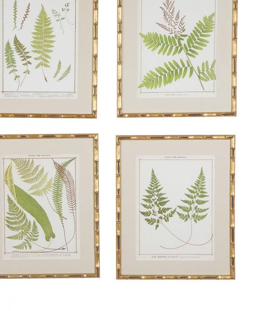 Collection Of Nine Late 19th Century Chromolithographs Of British Ferns photo Art