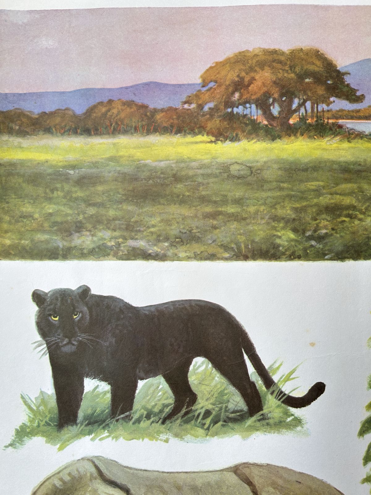 Original Soviet Vintage Educational Wildlife Poster – Animal World Of The Savannas Of Hindustan: Black Panther, Rhinoceros, Indian Buffalo, Peacock, Nilgai | Ussr School Chart photo furniture