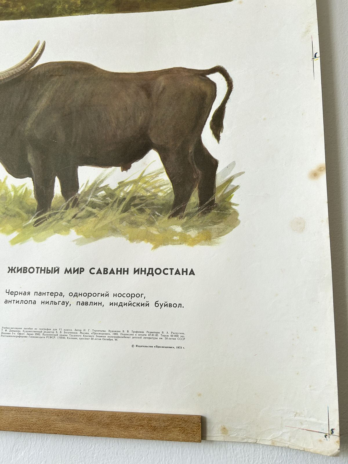 Original Soviet Vintage Educational Wildlife Poster – Animal World Of The Savannas Of Hindustan: Black Panther, Rhinoceros, Indian Buffalo, Peacock, Nilgai | Ussr School Chart photo Art