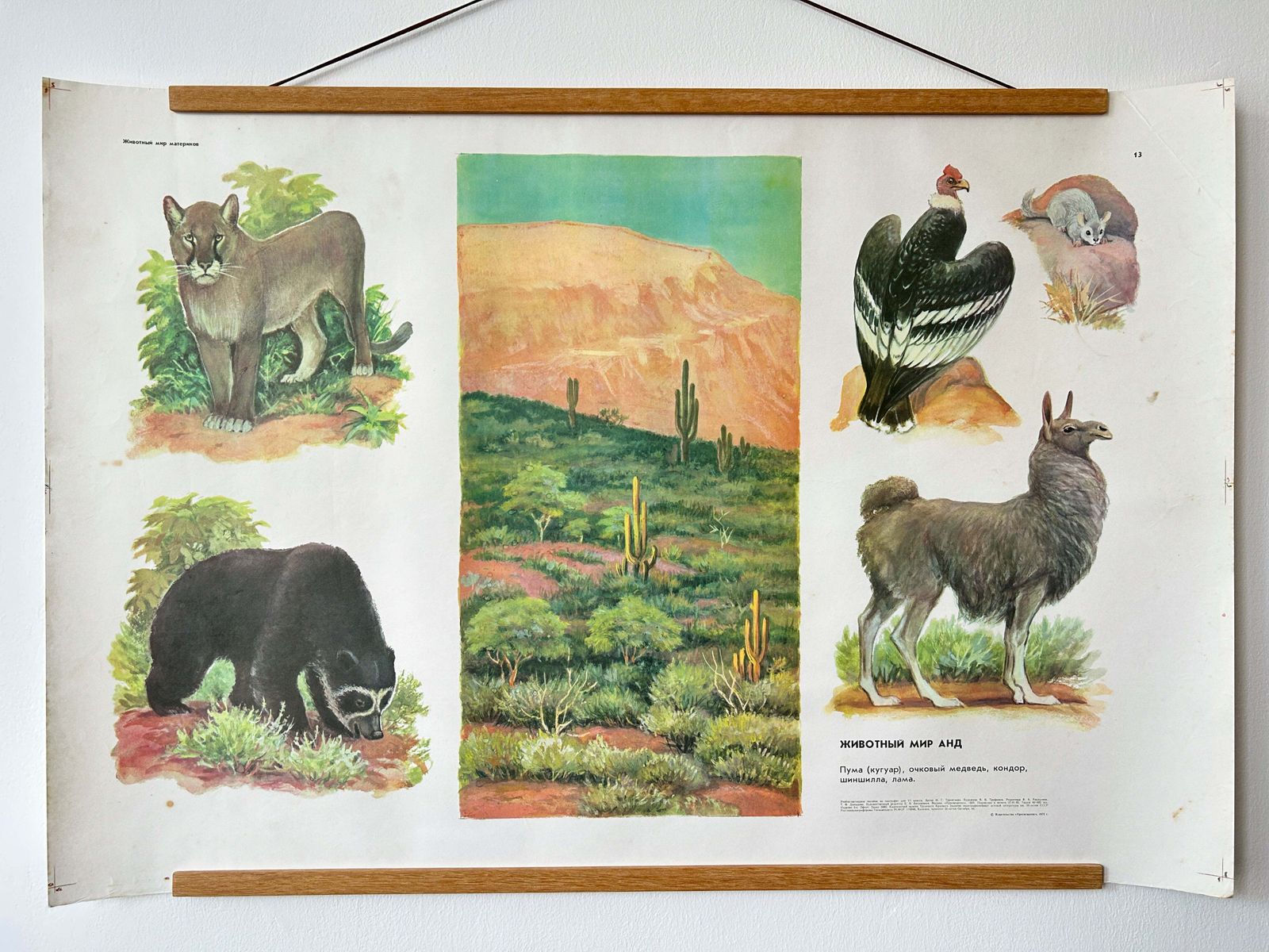 Original Soviet Vintage Educational Wildlife Poster – Animal World Of The Andes: Puma (Cougar), Bear, Condor, Chinchilla, Llama | Ussr School Chart
