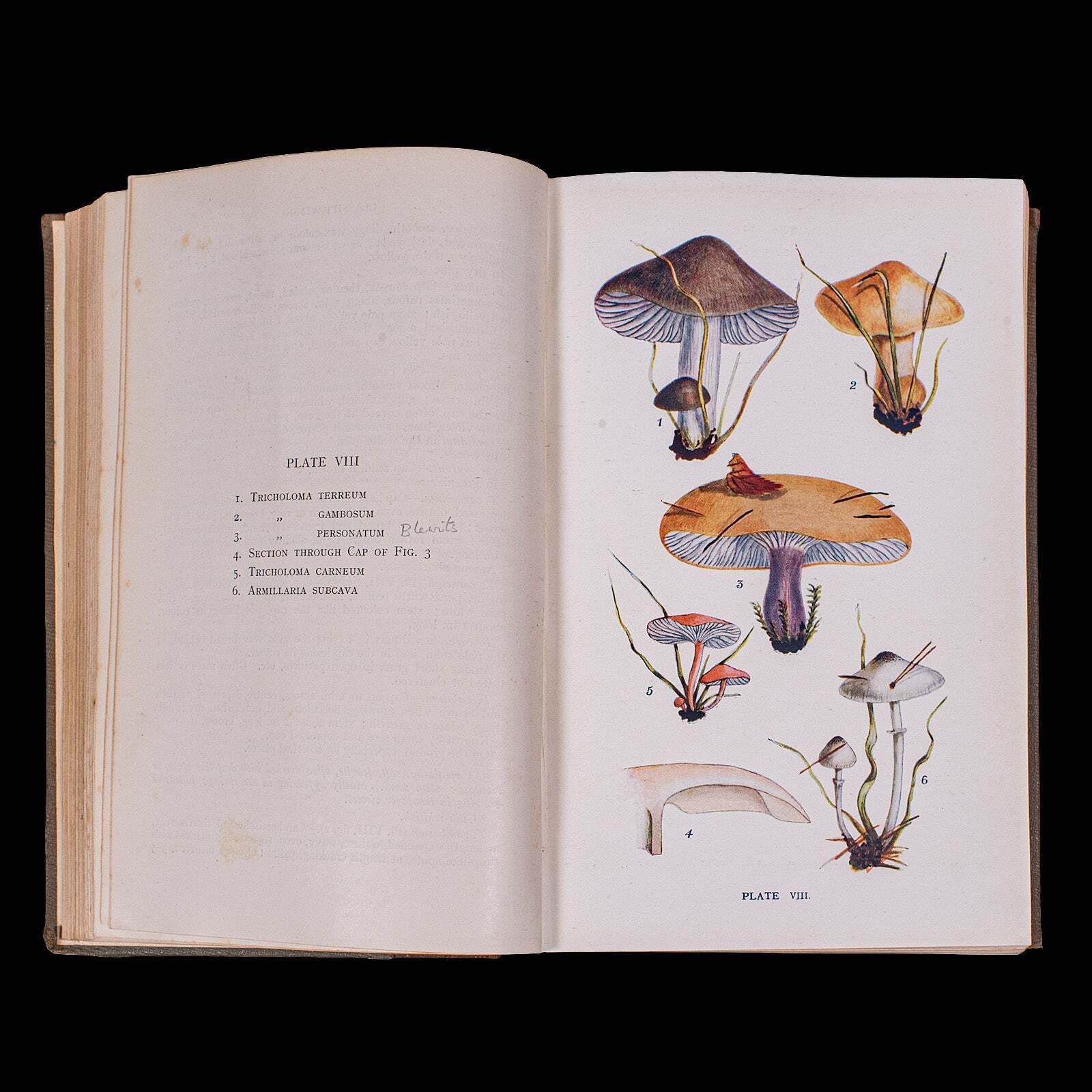 Antique Reference Book, British Fungi, George Massee, English, Natural, Science photo vintage