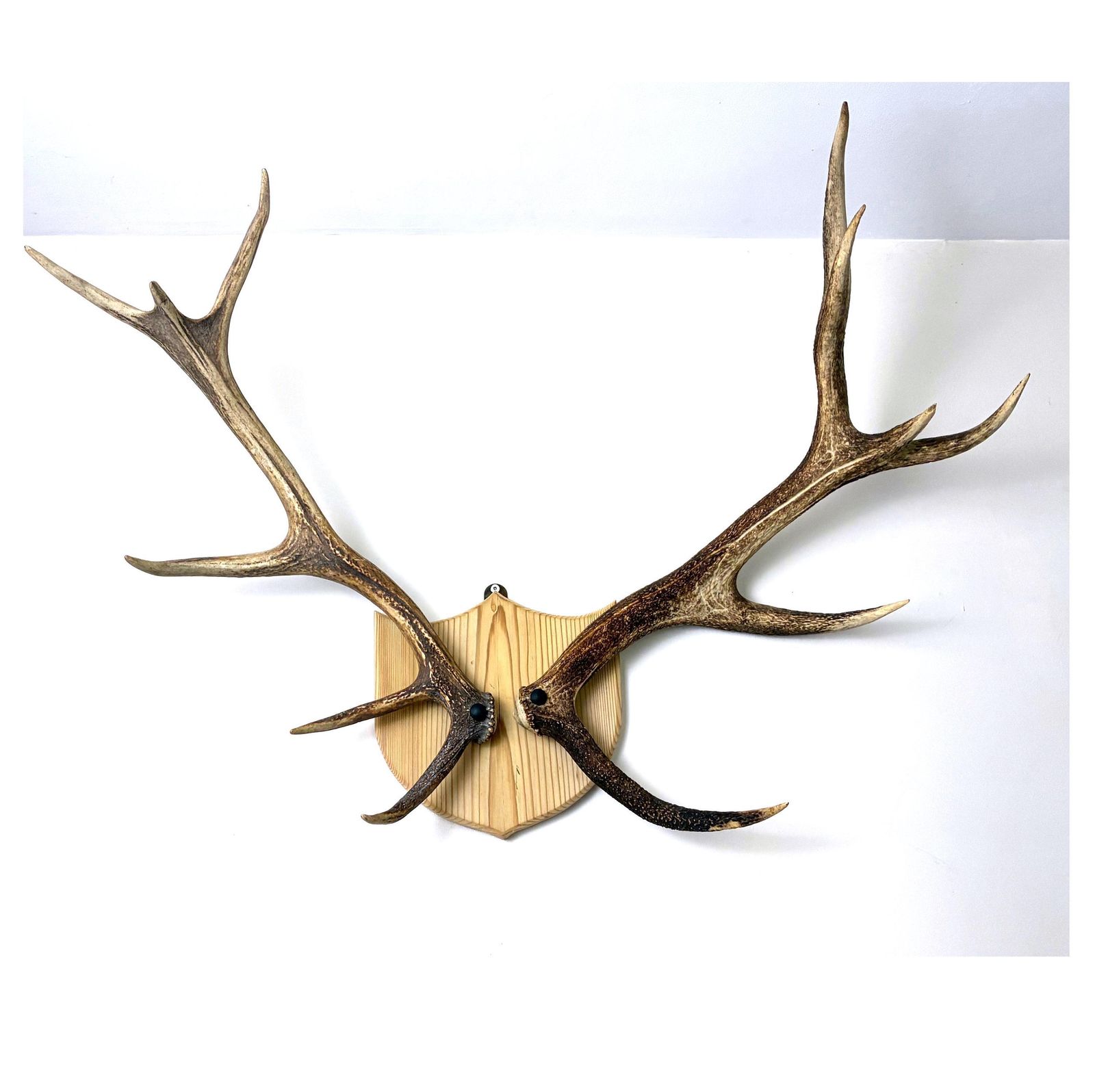 Vintage Red Deer Stag Antlers, Large 12 Point, Naturally Shed, Mounted On Pine Shield