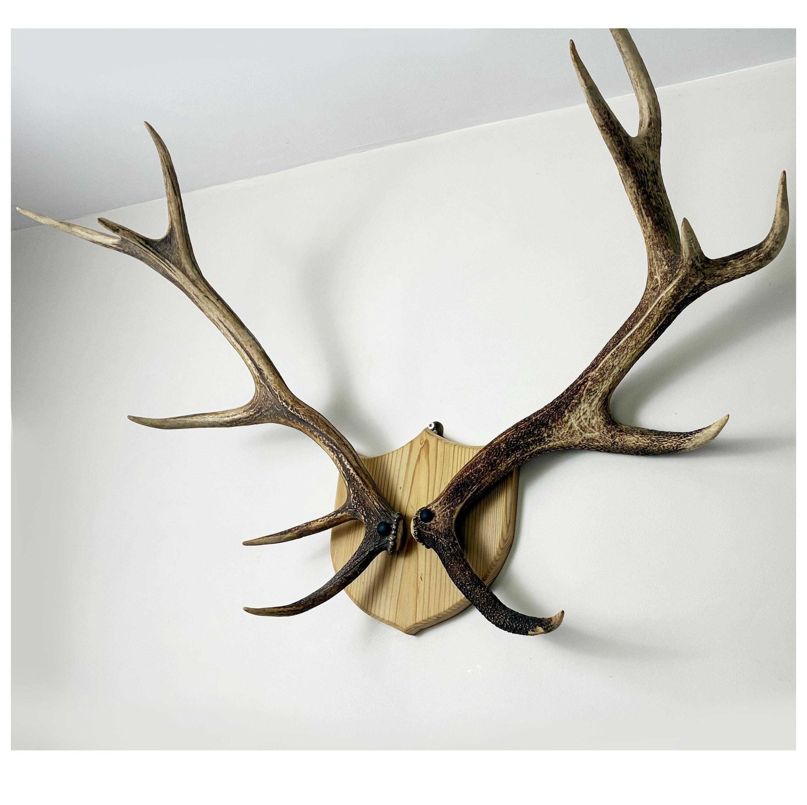 Vintage Red Deer Stag Antlers, Large 12 Point, Naturally Shed, Mounted On Pine Shield photo furniture