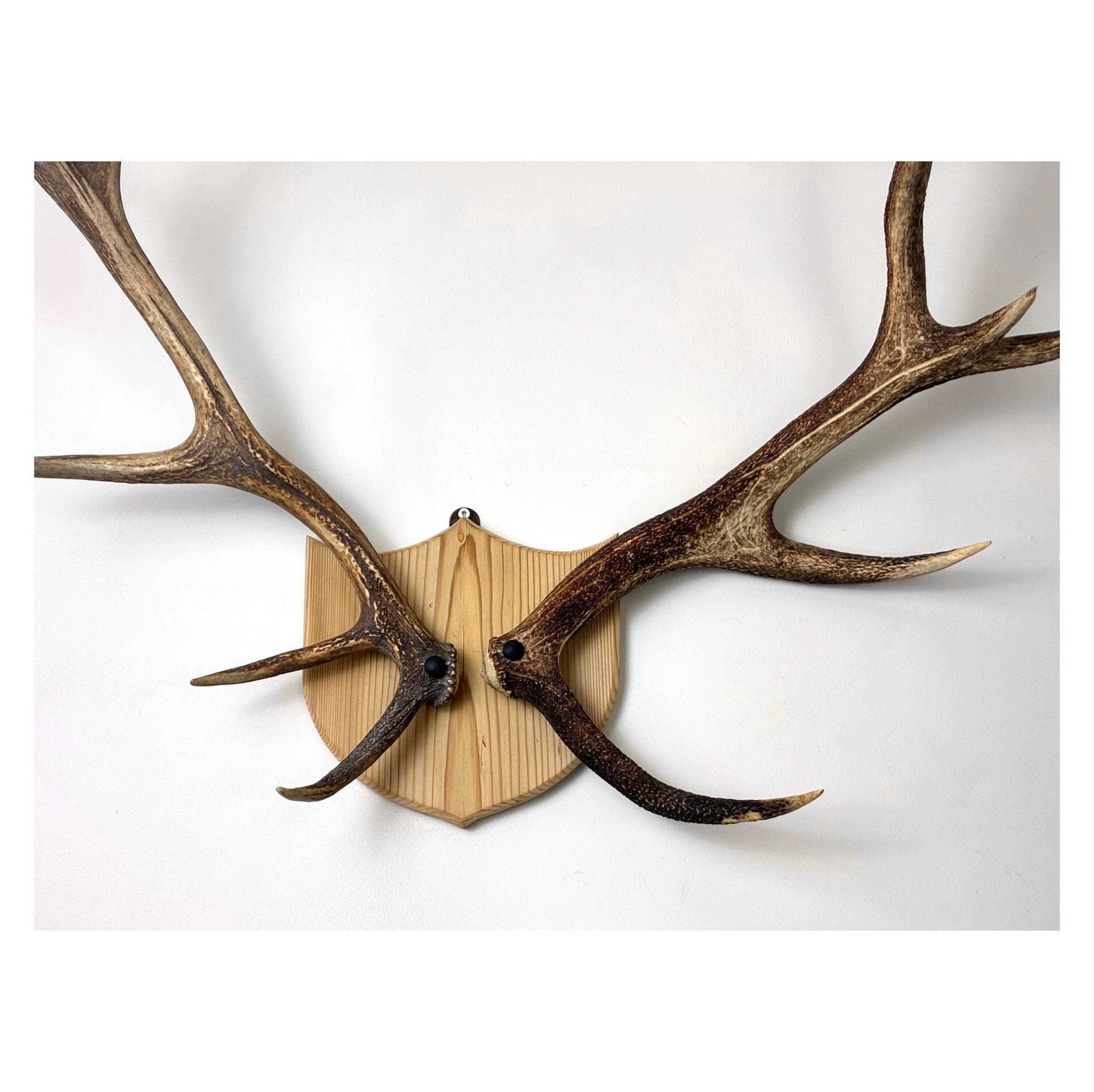 Vintage Red Deer Stag Antlers, Large 12 Point, Naturally Shed, Mounted On Pine Shield photo Home Decor