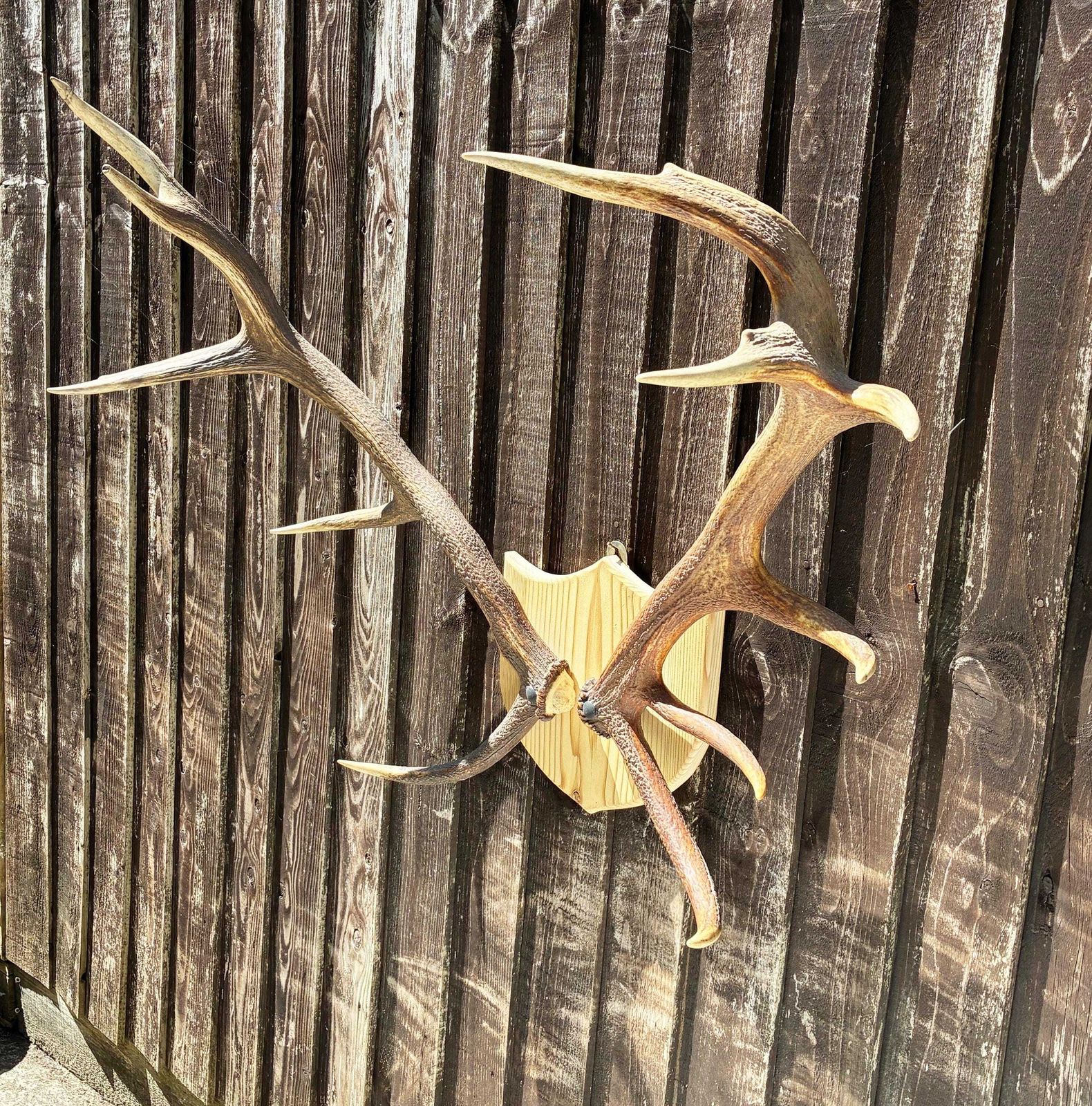Vintage Red Deer Stag Antlers, Large 11 Point, Naturally Shed, Mounted On Pine Shield photo for sale
