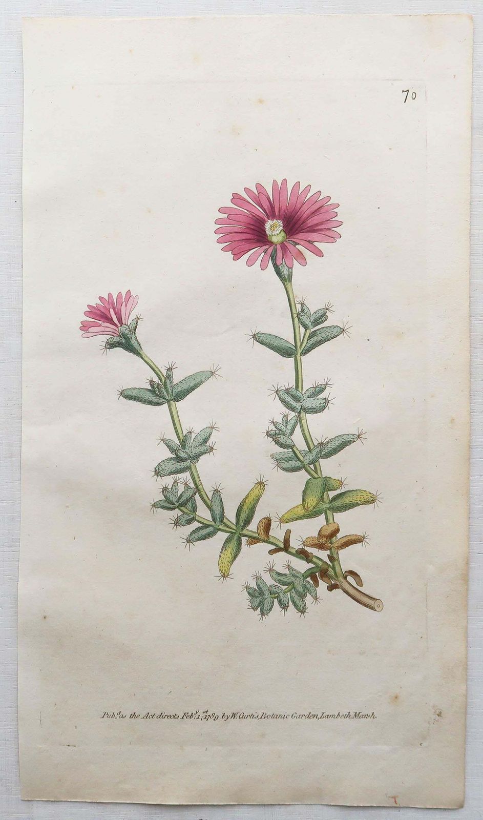 Set Of 12 Original Antique Botanical Prints After Sowerby. English 18th Century photo 450.0