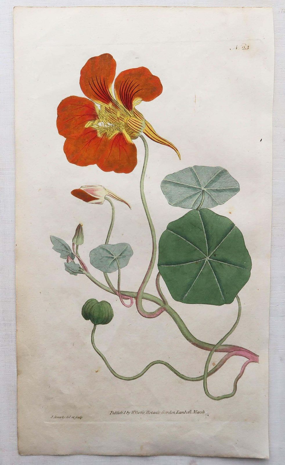 450.0 Set Of 12 Original Antique Botanical Prints After Sowerby. English 18th Century photo