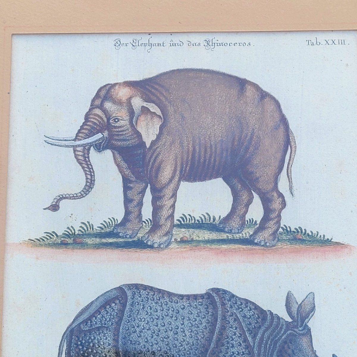 Kunst Suite van 6 ingelijste dierengravures, 19e eeuw photo