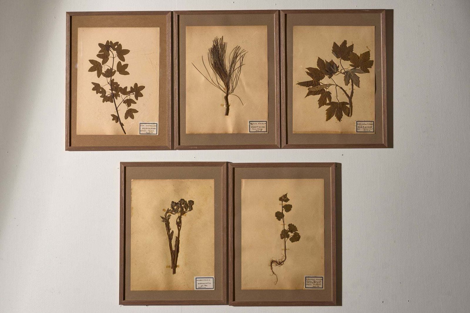 Set Of 5 20th Century Framed Herbarium Pages photo for sale