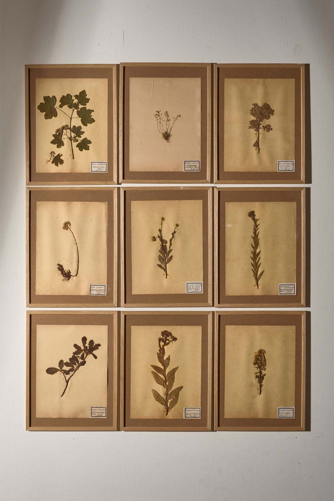 Set Of 9 20th Century Framed Herbarium Pages photo furniture