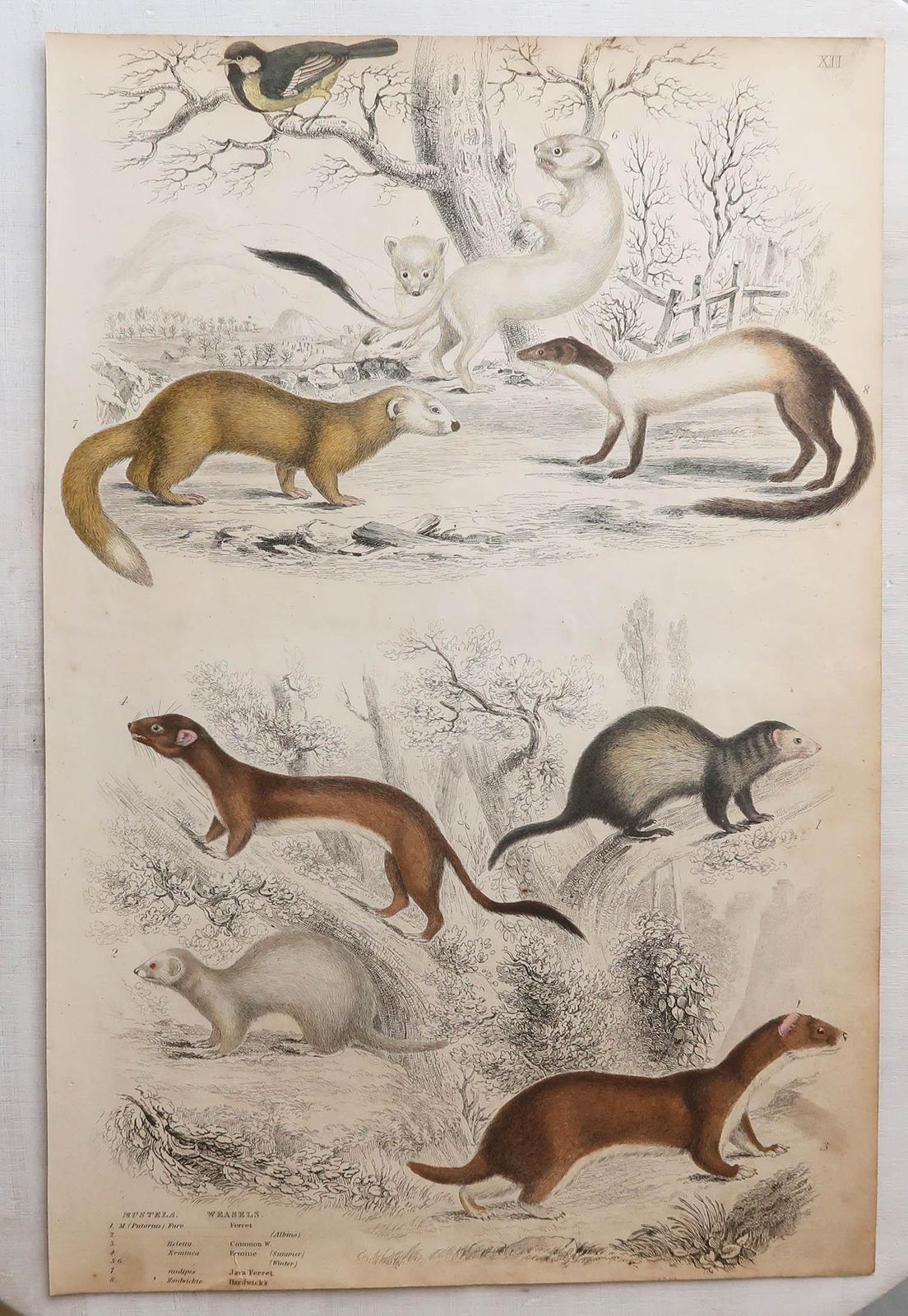 Set van 12 grote antieke dierenprenten naar Cpt. Brown, jaren 1830 photo 275.0