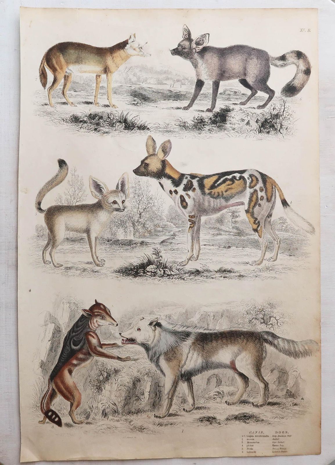 photo for sale Set Of 12 Large Original Antique Animal Prints After Cpt. Brown. 1830s