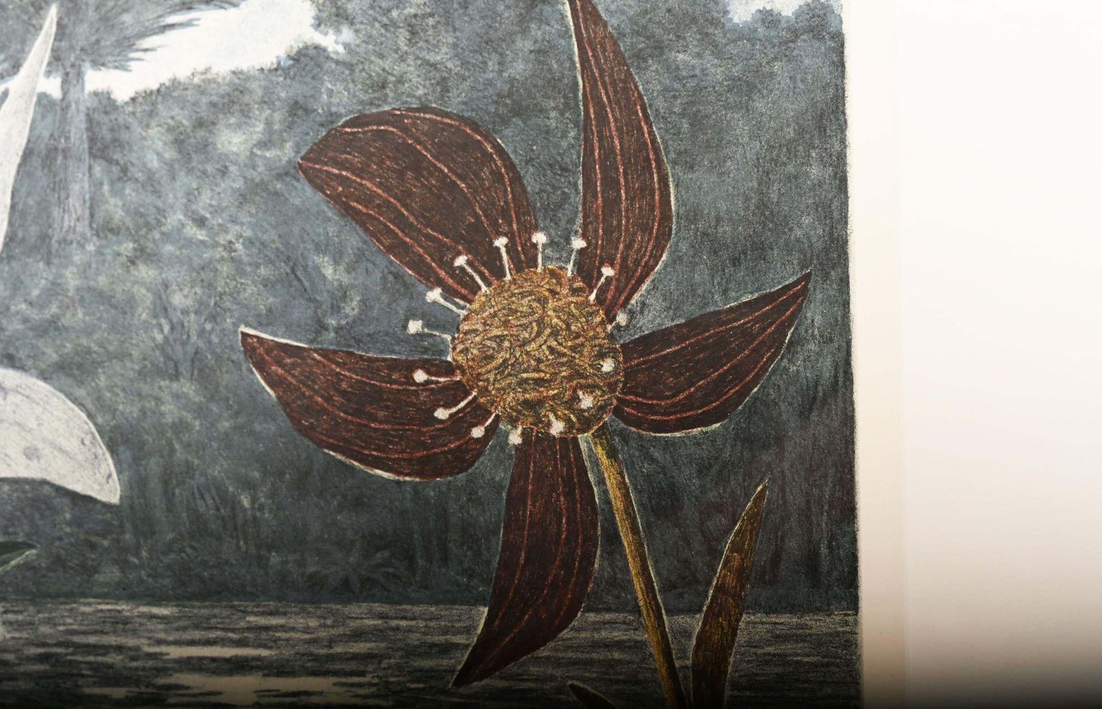 photo furniture Karl Axel Pehrson – Compositie met planten en fantastische wezens, lithografie