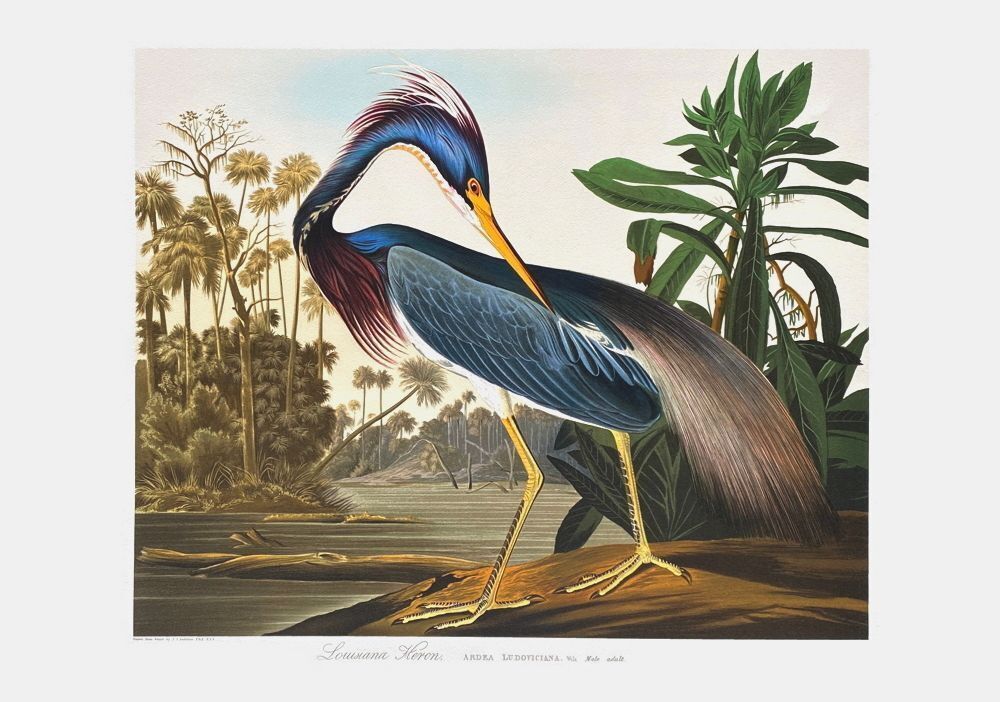 John James Audubon Lithografie Louisiana Heron 1990