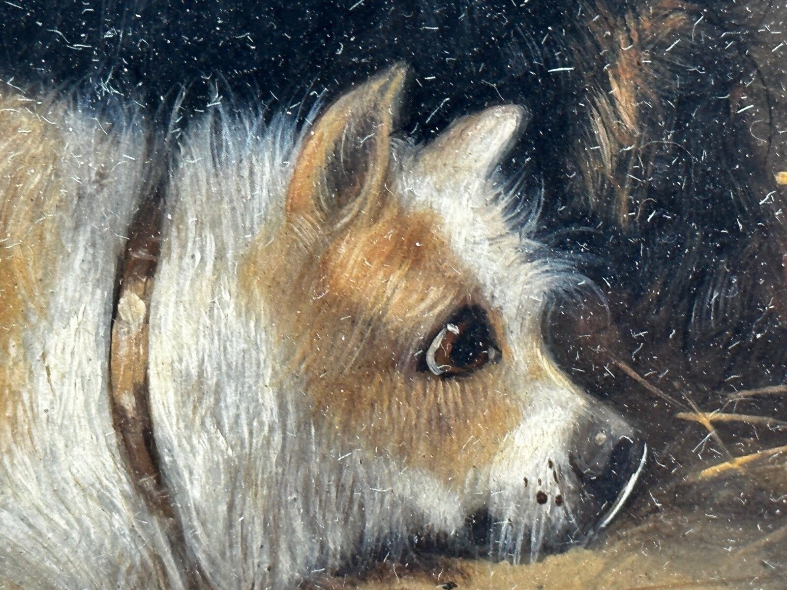 3250.0 19e-eeuws olieverfchilderij jacht 2 terrierHonden op het spoor rattenJacht gesigneerd George Armfield gedateerd 1867 photo