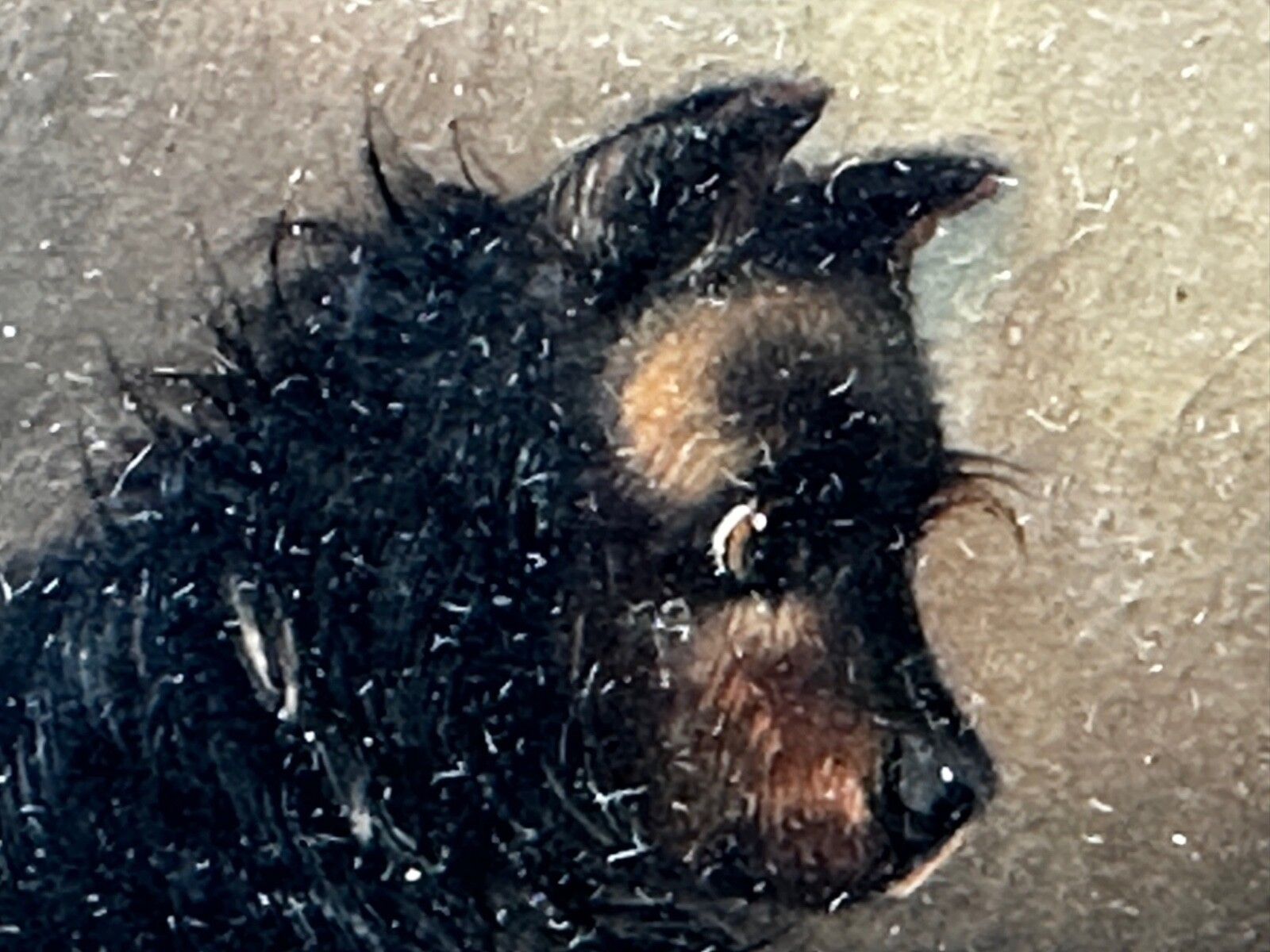 photo vinterior 19e-eeuws olieverfchilderij jacht 2 terrierHonden op het spoor rattenJacht gesigneerd George Armfield gedateerd 1867