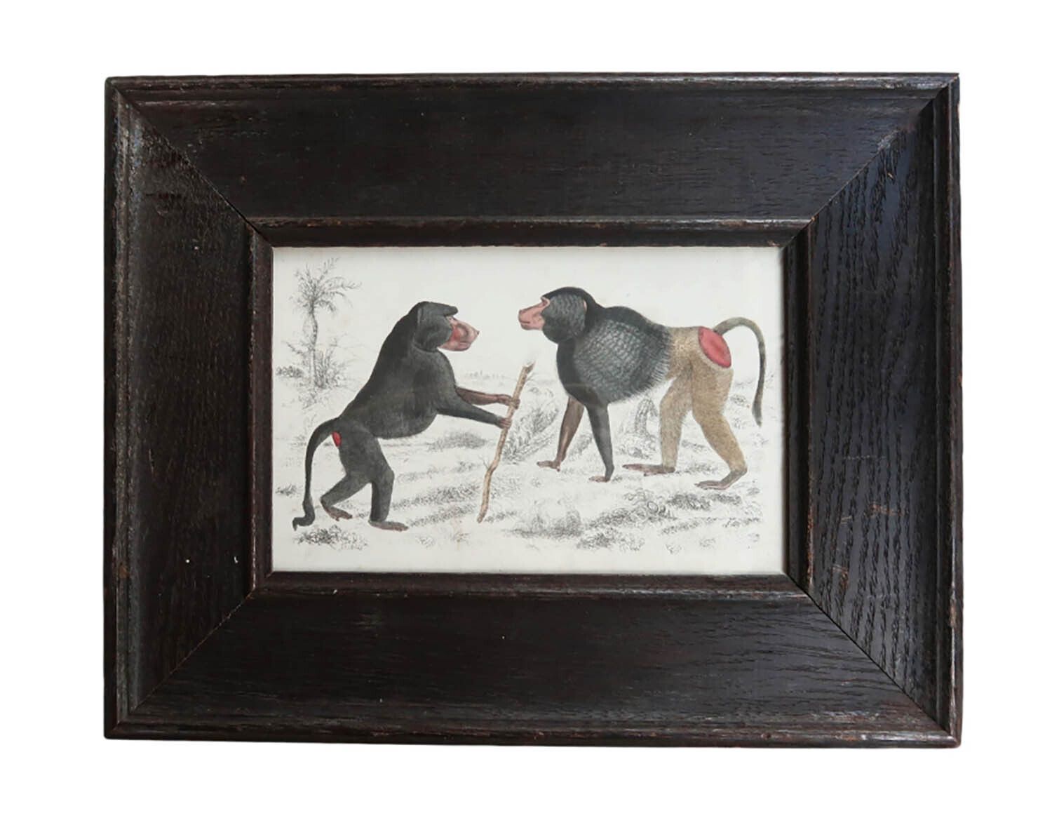 Antieke ingelijste prent van bavianen. 1847