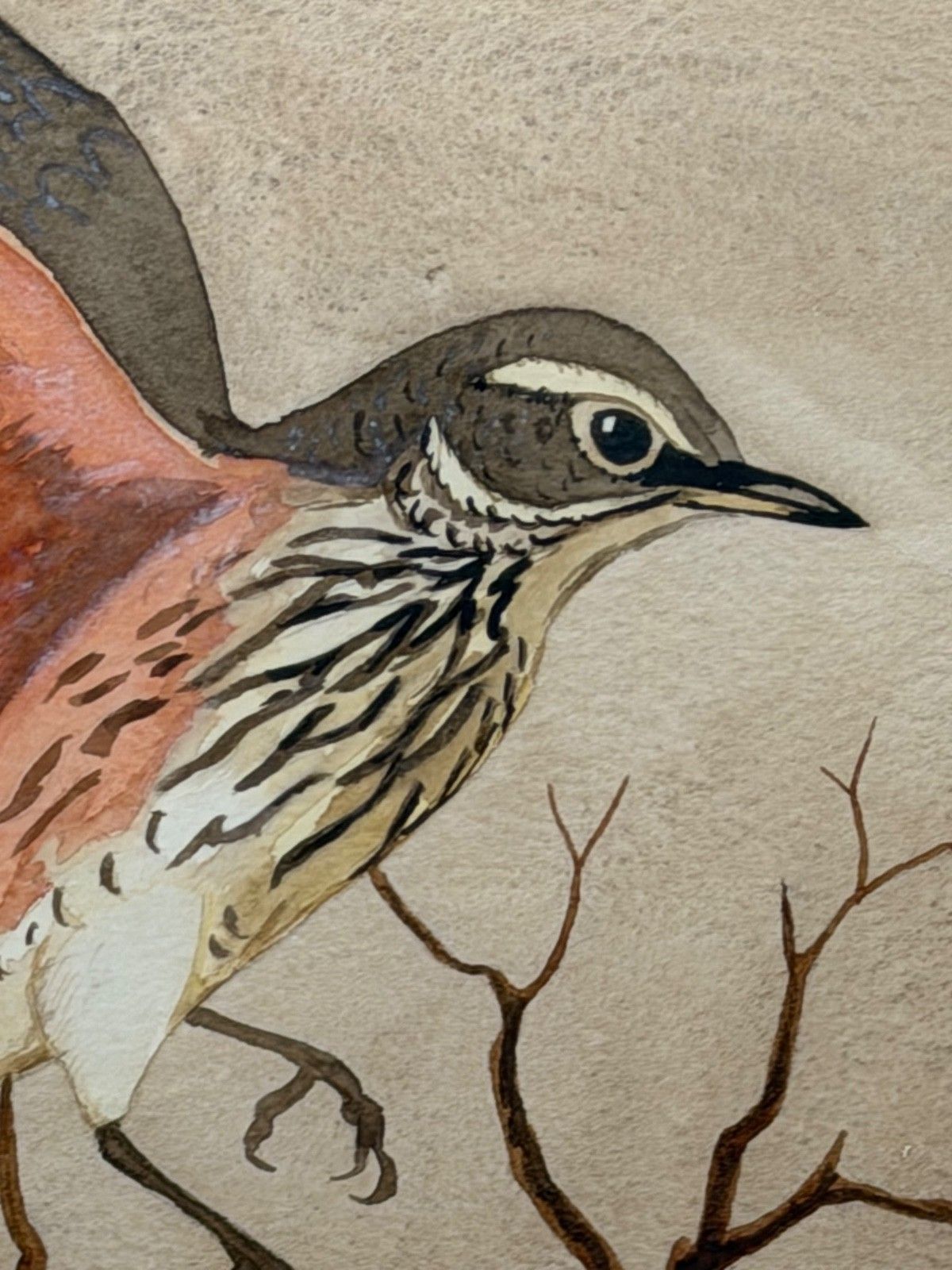 photo for sale Mid-Century schilderij Redwing vogel, gesigneerd door Ralston Gudgeon