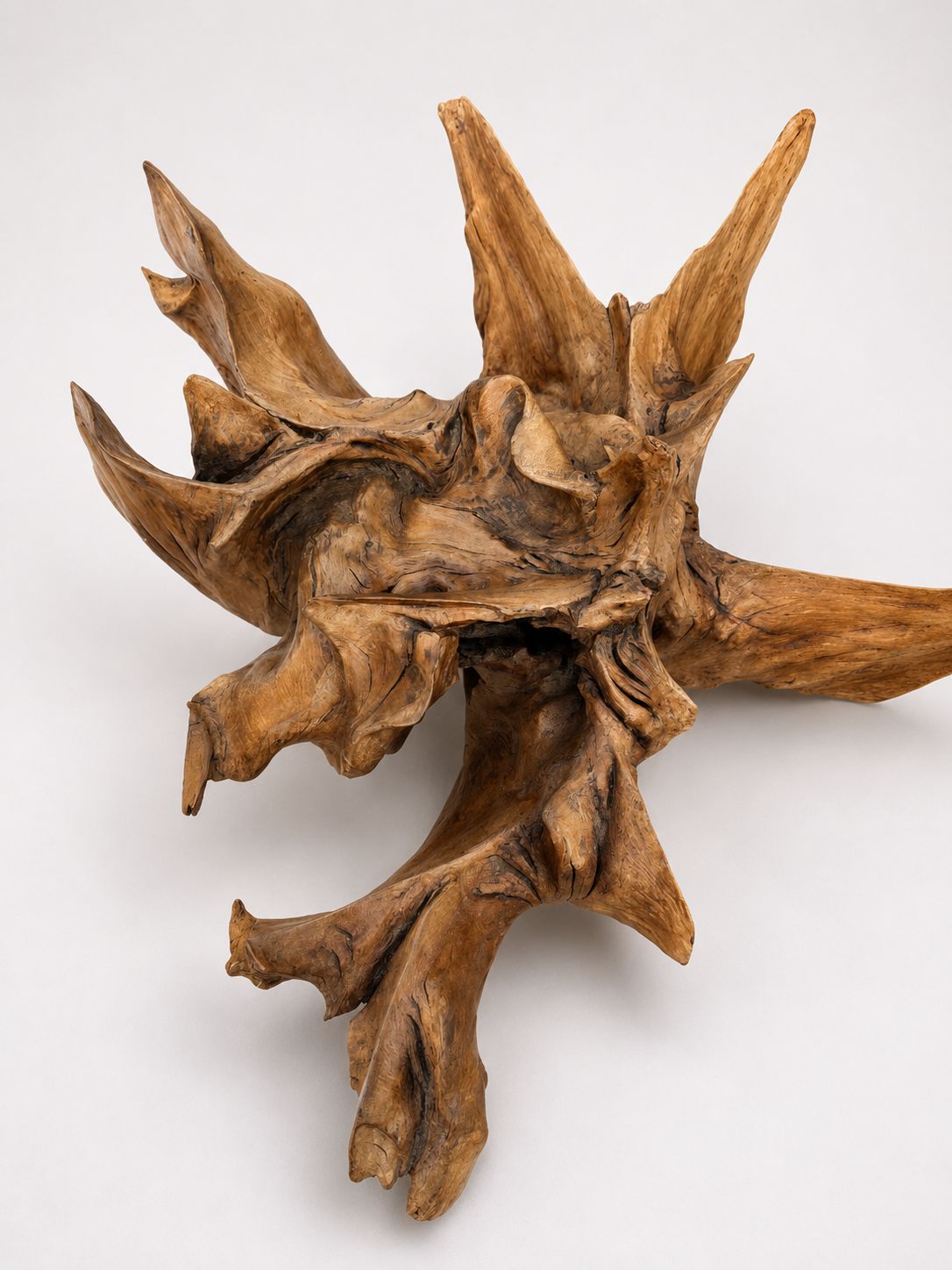 Massive Natural Root Sculpture Abstract Organic Wood Art Centrepiece photo for sale