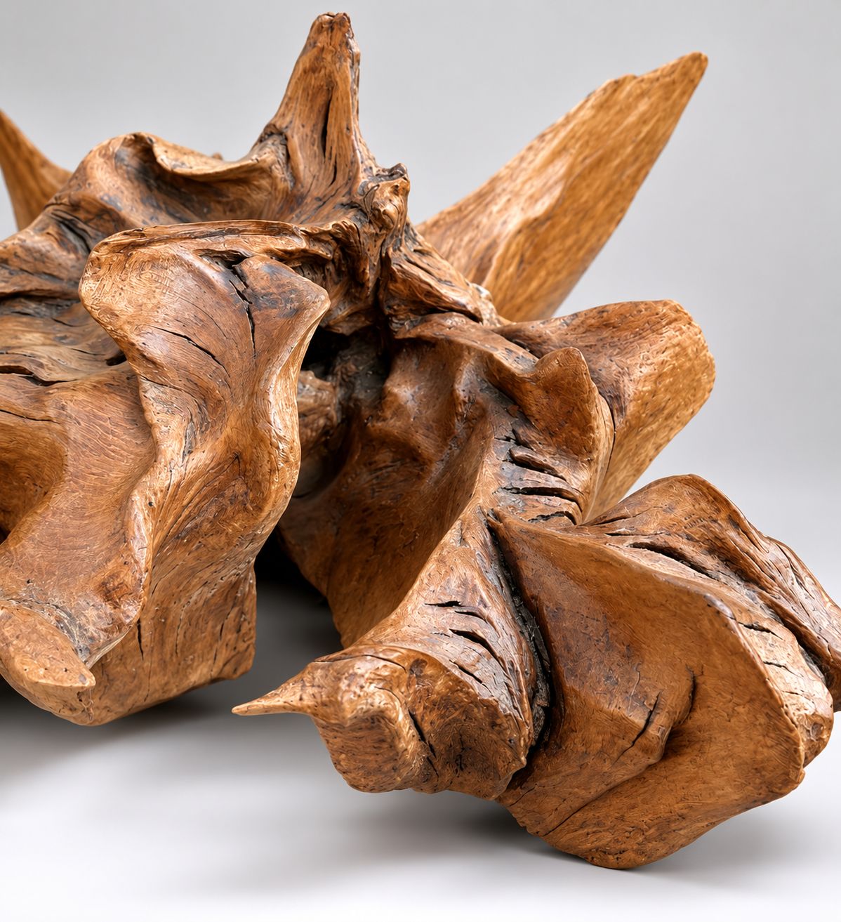 Massive Natural Root Sculpture Abstract Organic Wood Art Centrepiece photo Art