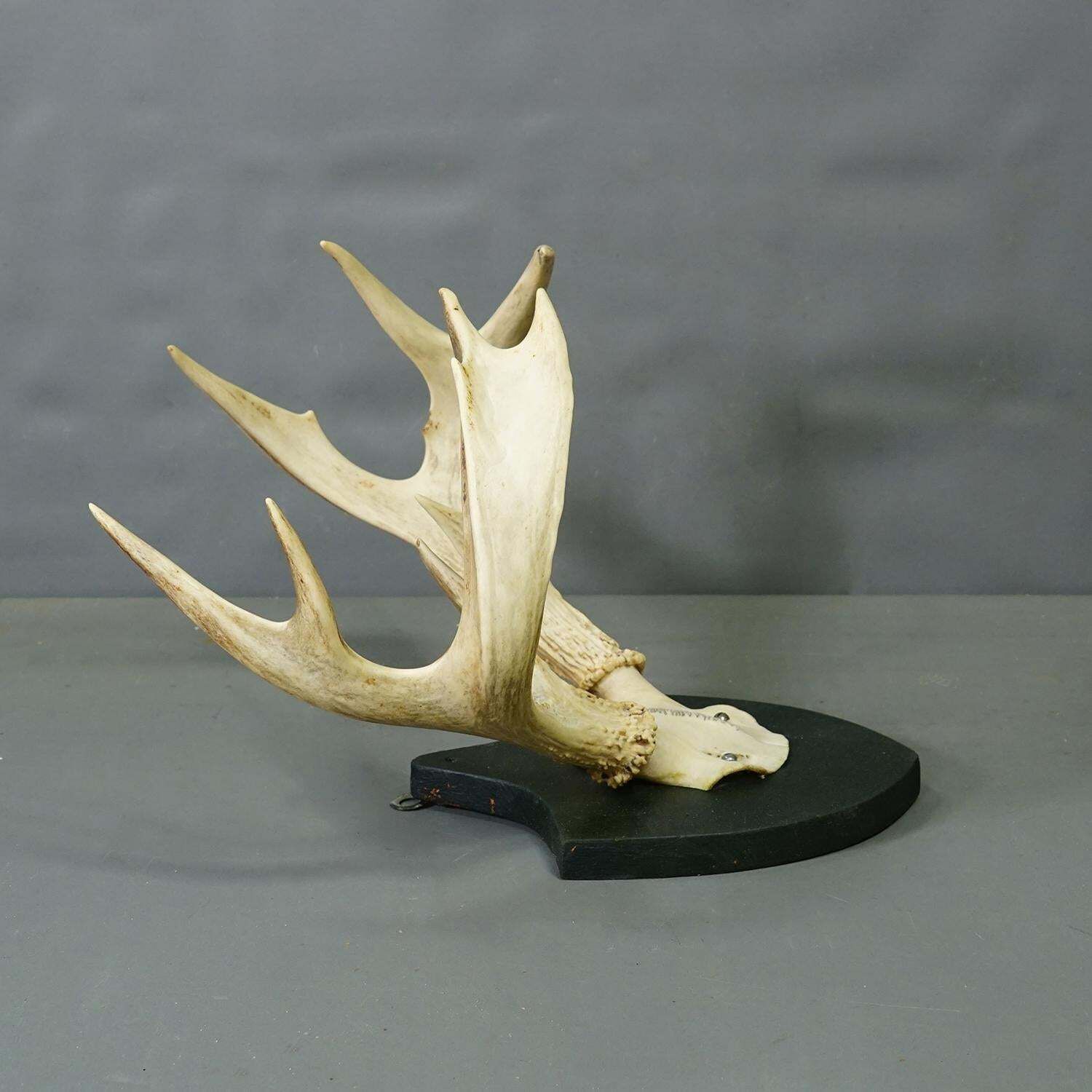 Antique Black Forest White Tailed Deer Trophy On Plaque   Salem 1860 photo vinterior