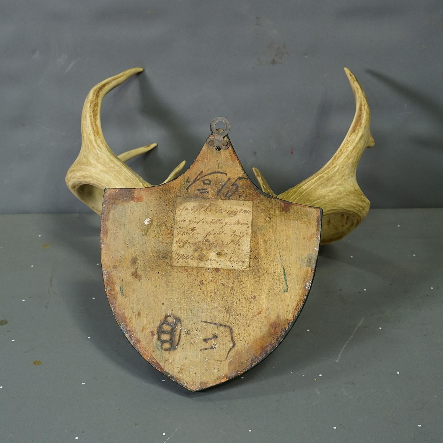Antique Black Forest White Tailed Deer Trophy On Plaque   Salem 1860 photo buy