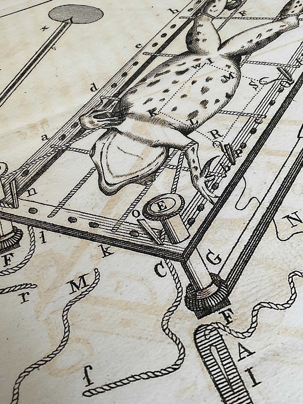 Rare Limited Edition Giclée Print From Micrographia Illustrata 1771 Scientific Natural History Art photo vinterior