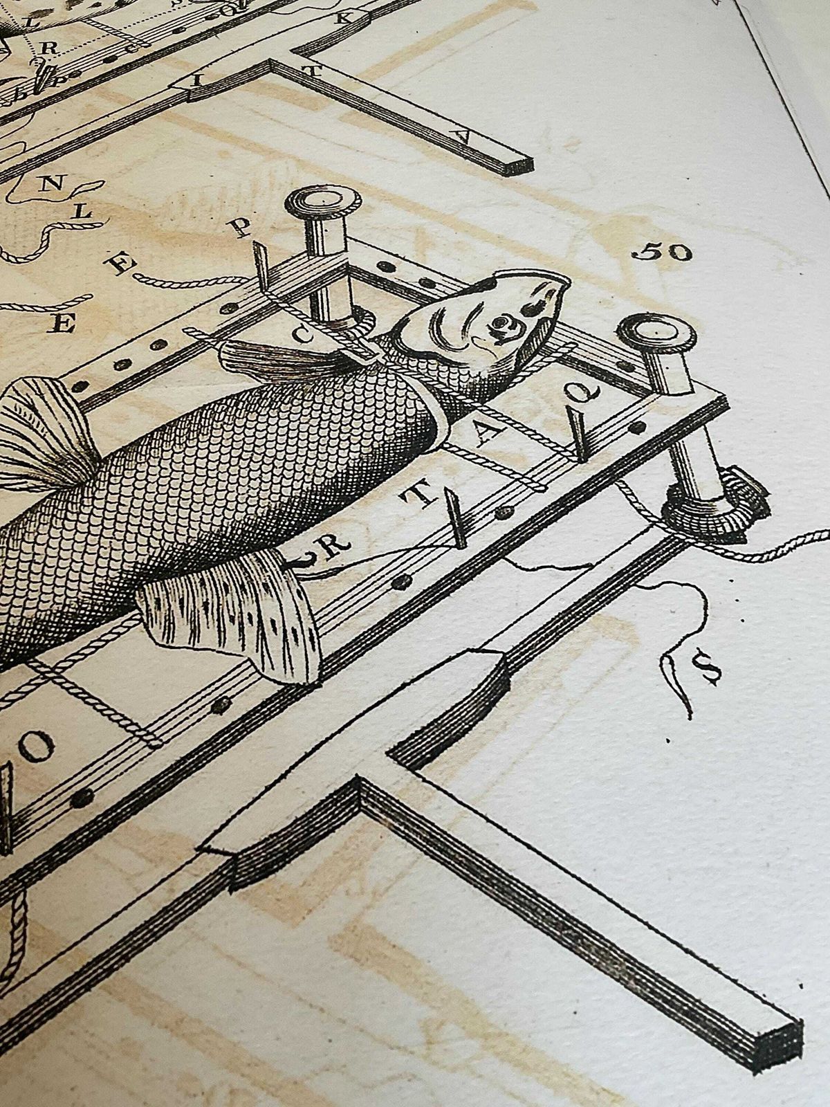 photo vinterior Zeldzame gelimiteerde editie giclée-print uit Micrographia Illustrata 1771, wetenschappelijke natuurhistorische kunst