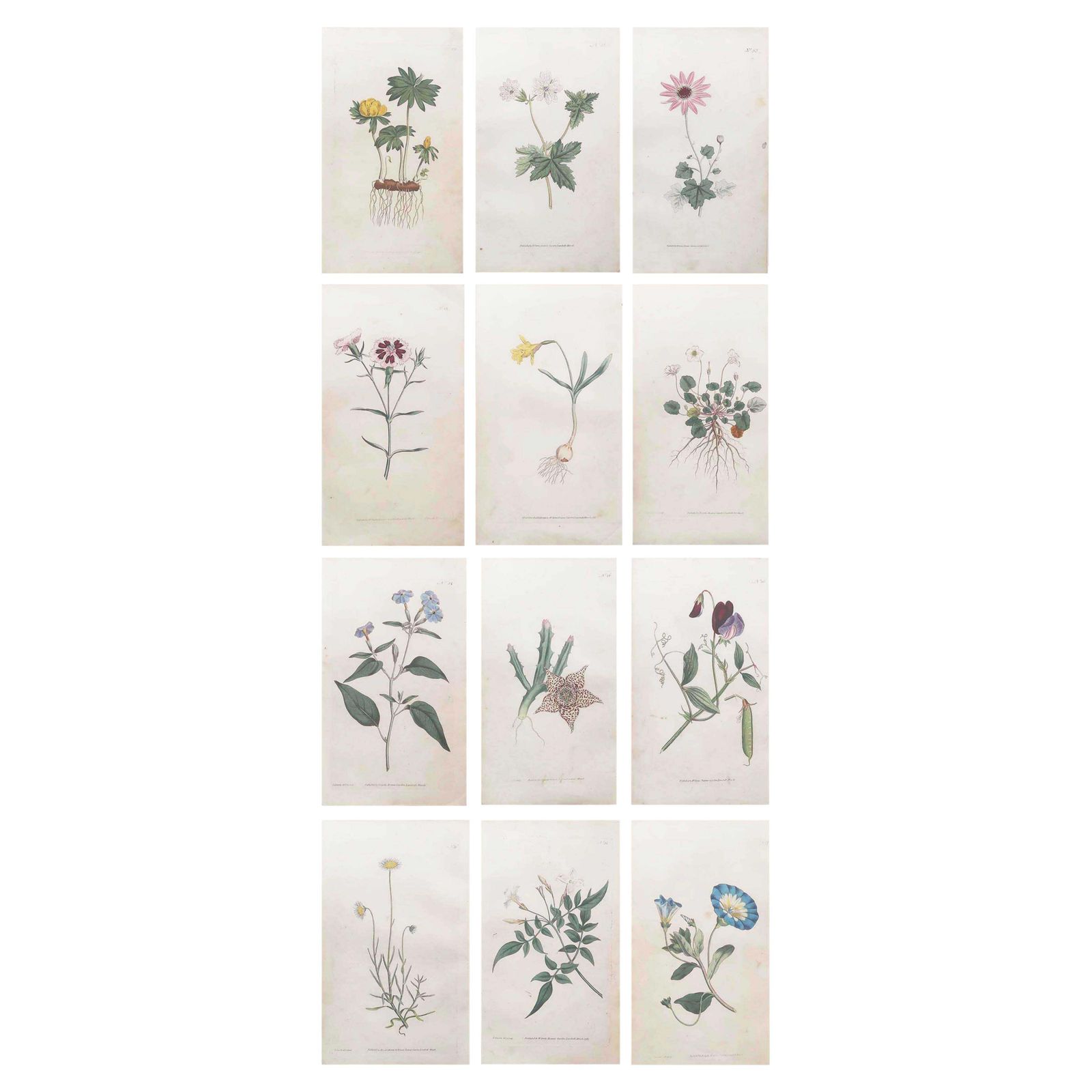 Set van 12 antieke botanische prenten naar Sowerby. Engels, 18e eeuw