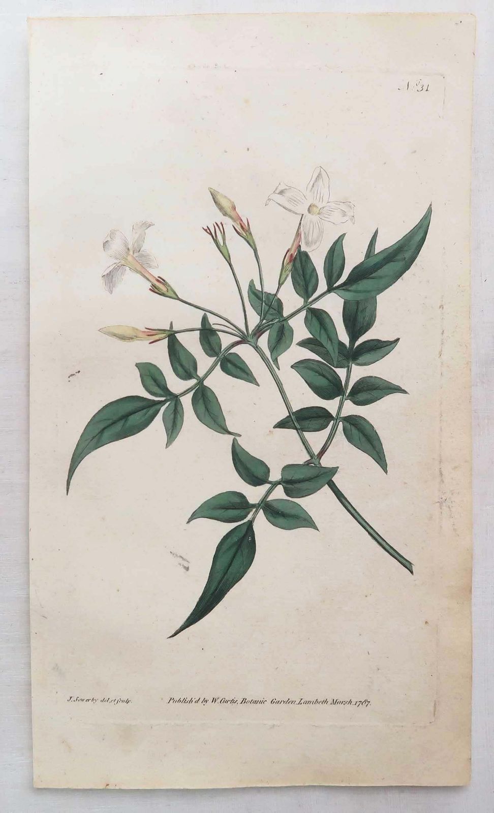 Set Of 12 Original Antique Botanical Prints After Sowerby. English 18th Century photo for sale