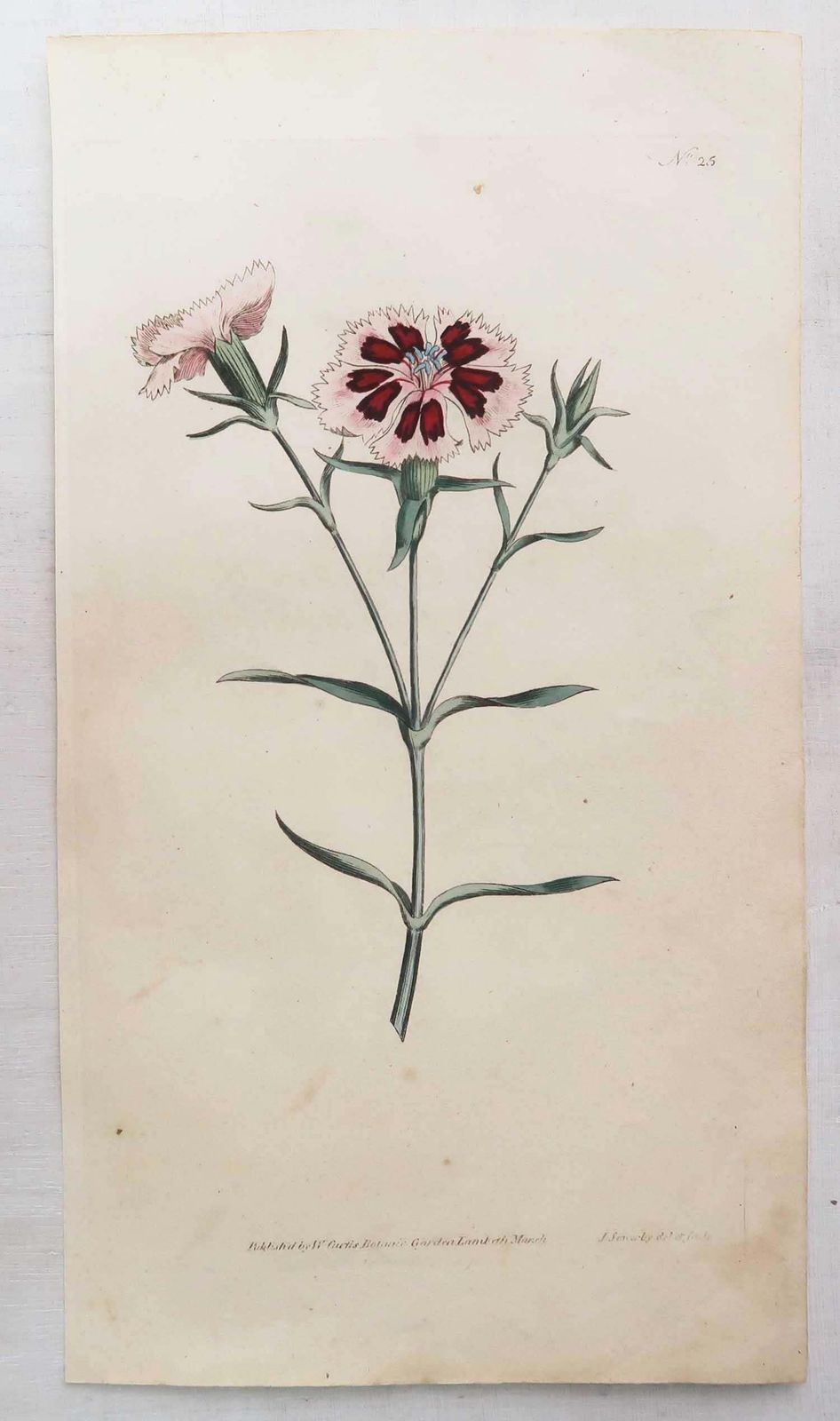 photo for sale Set van 12 antieke botanische prenten naar Sowerby. Engels, 18e eeuw