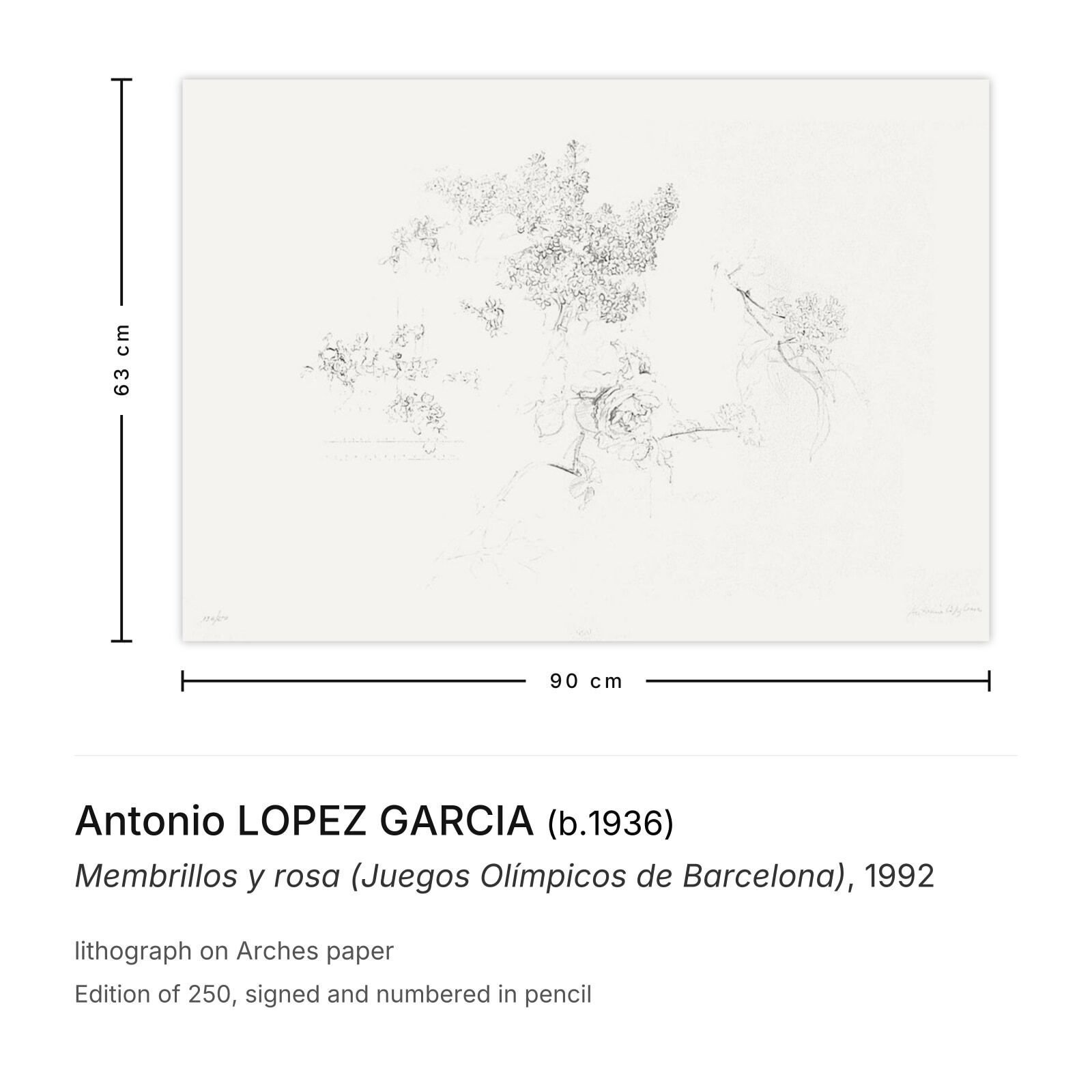 Antonio Lopez Garcia Gesigneerde Lithografie Membrillos Y Rosa (Juegos Olímpicos De Barcelona) 1992 photo furniture