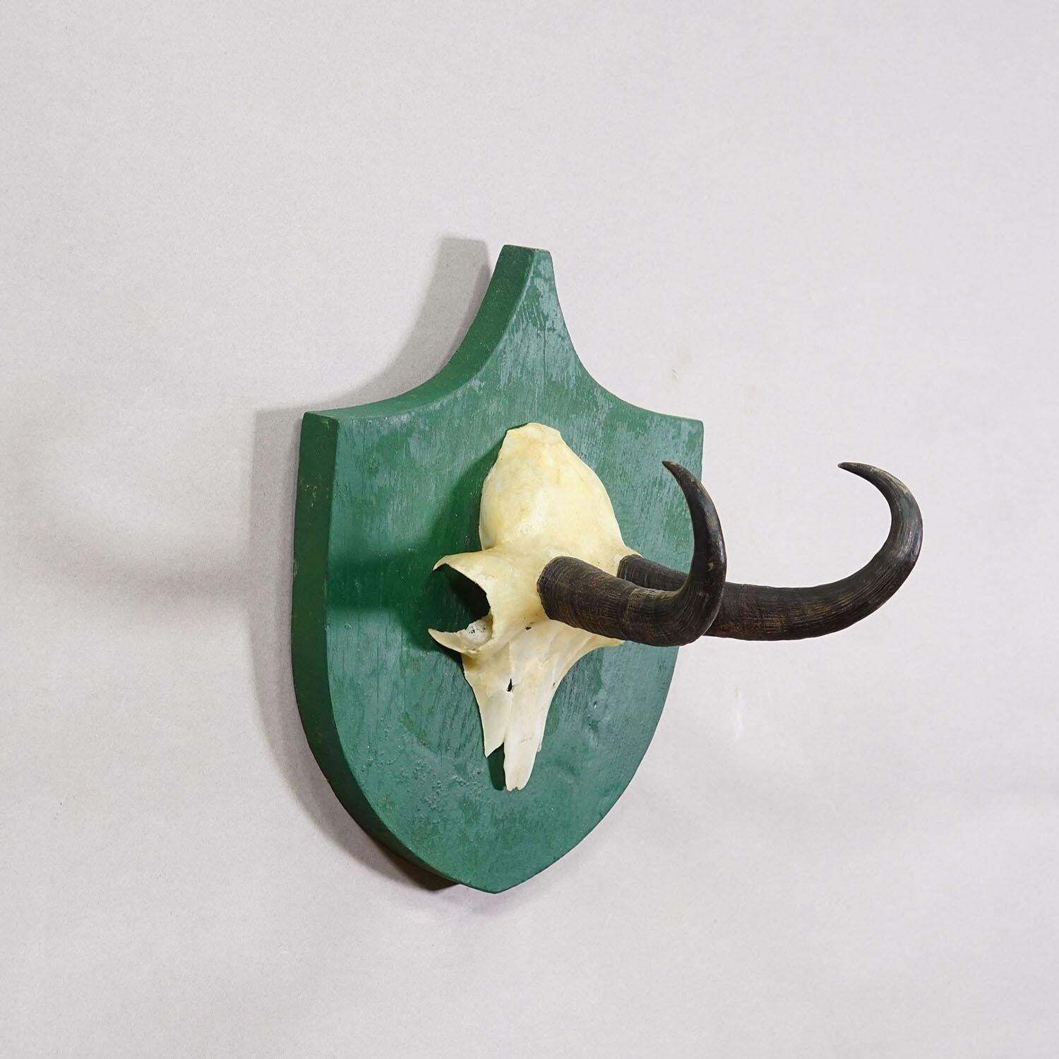 Antiek Zwart Woud Gems Trofee op Groen Plaquette – Salem, Duitsland, 1900 photo Woonaccessoires