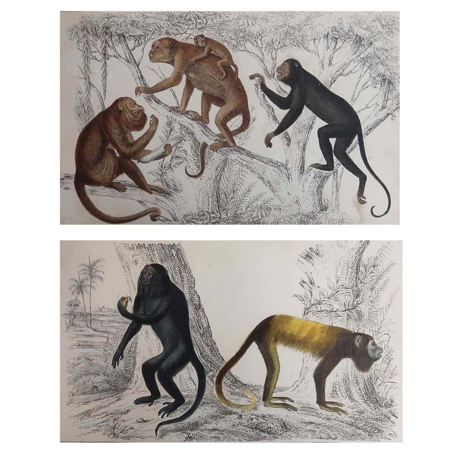 Paar antieke prenten van apen. Cpt. Brown, 1847