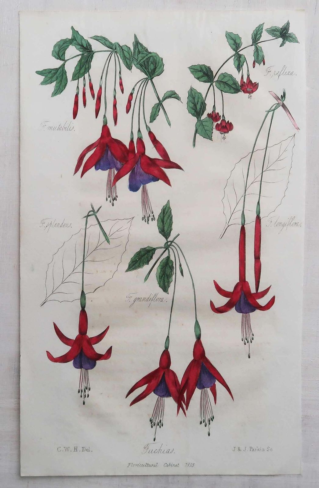 Paar antieke botanische prenten, Fuchsia's en Pelargonium. 1835 photo for sale