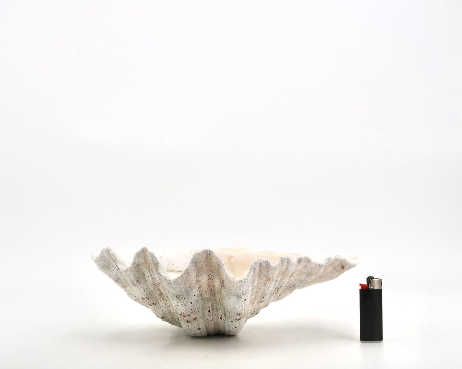 Coupelle en coquillage naturel blanc, années 1970. photo Décoration