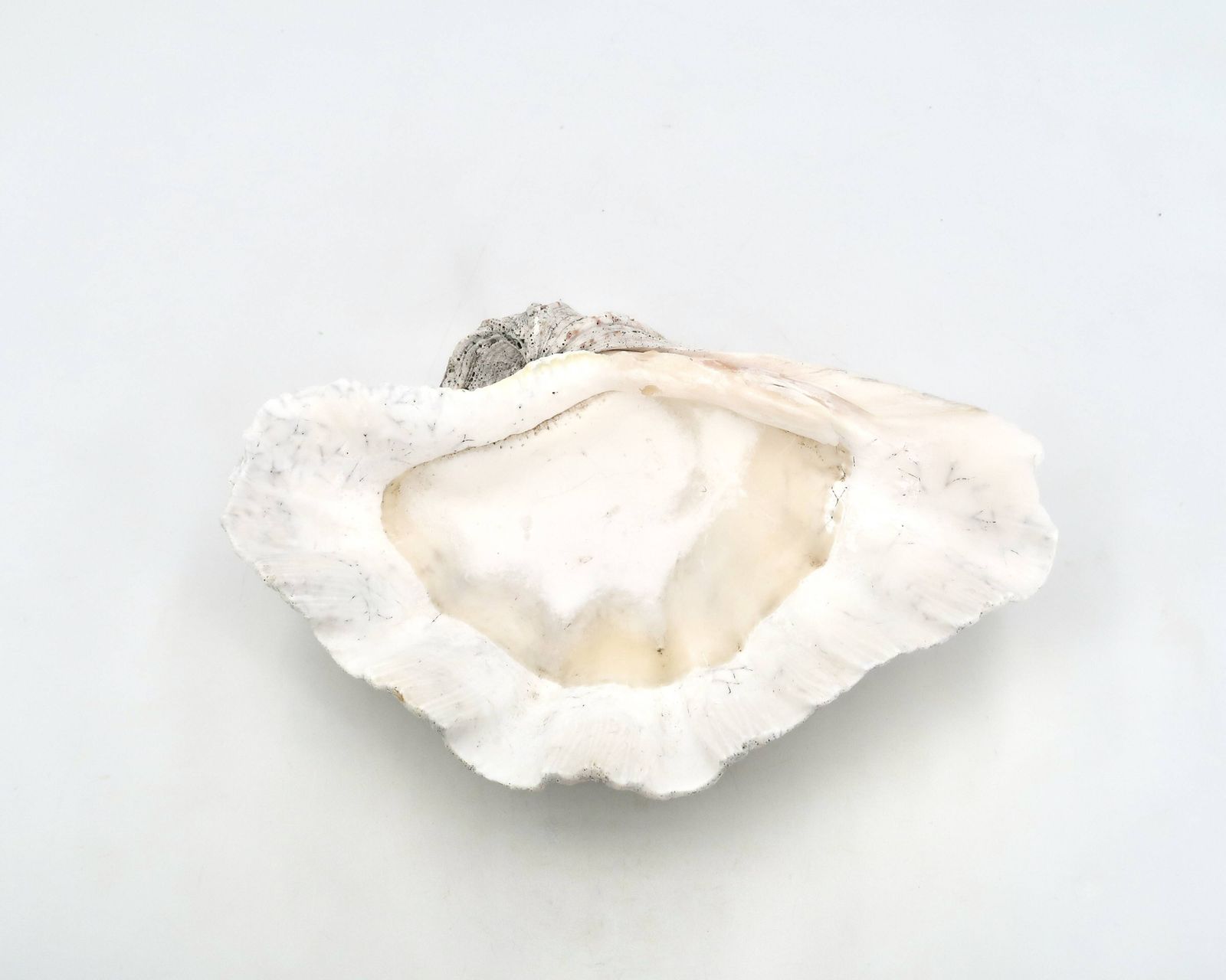 Coupelle en coquillage naturel blanc, années 1970. photo 276.0