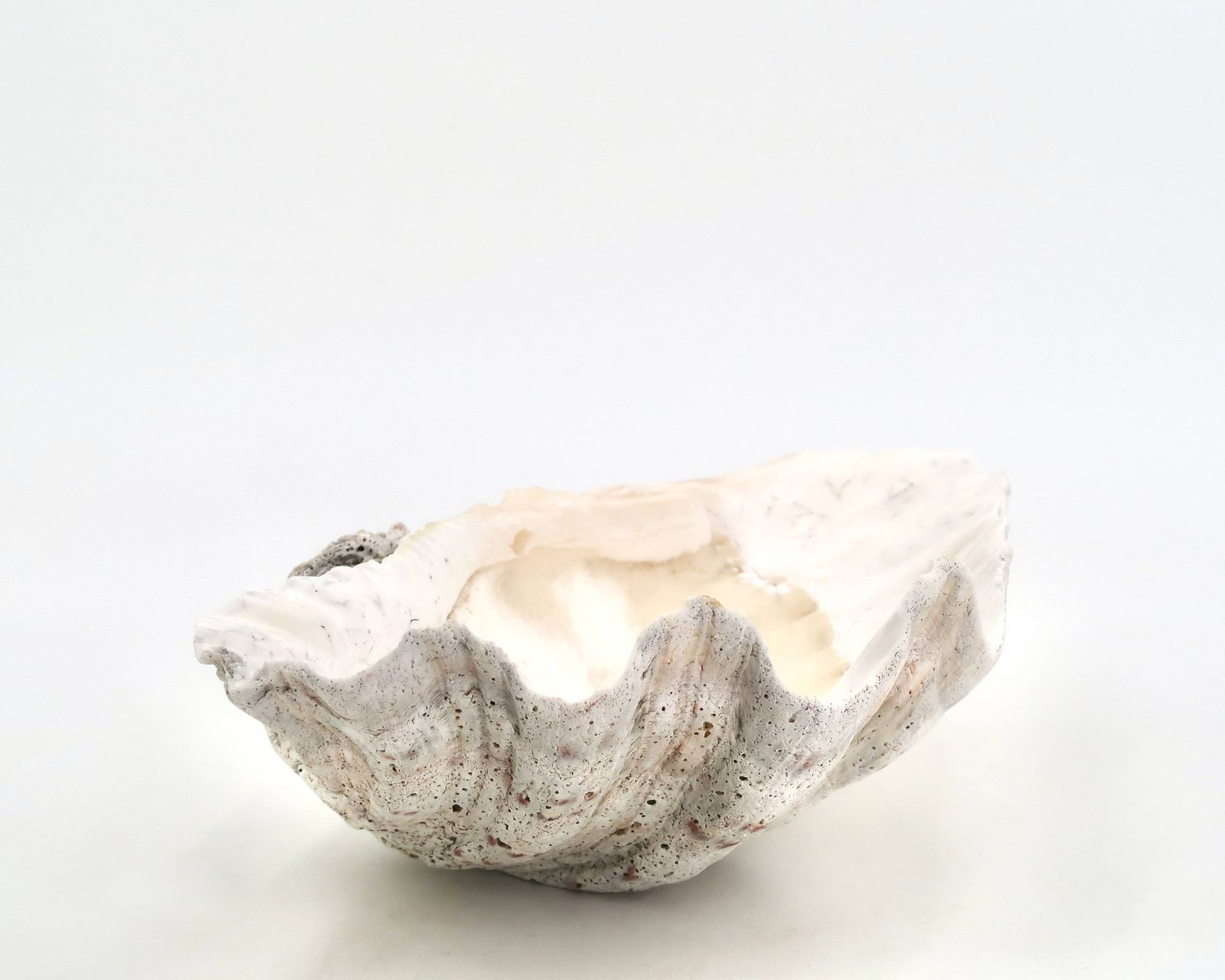 Coupelle en coquillage naturel blanc, années 1970. photo vinterior