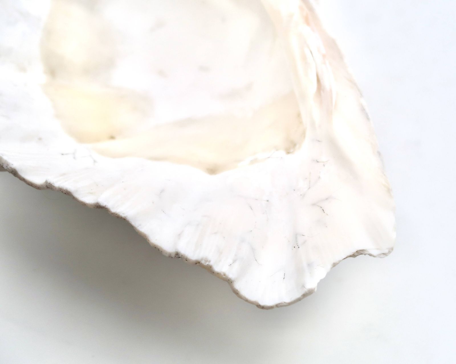 photo for sale Coupelle en coquillage naturel blanc, années 1970.