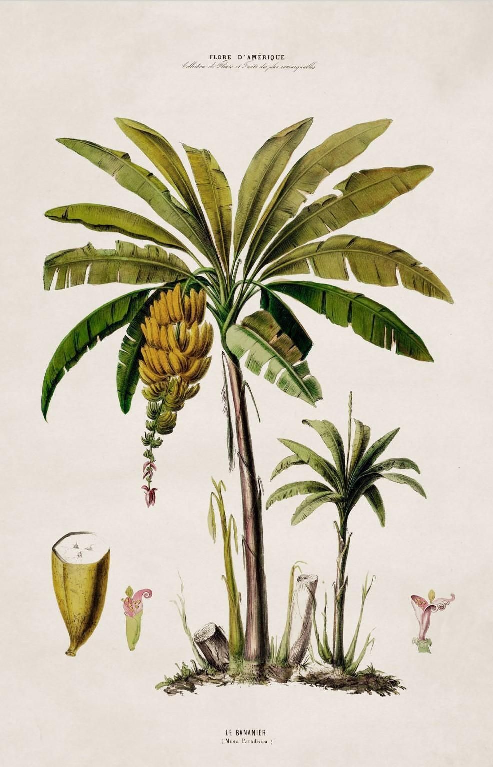 Set Of Four Framed Prints Of South American Palm Trees From 1843 Originals, New photo vinterior