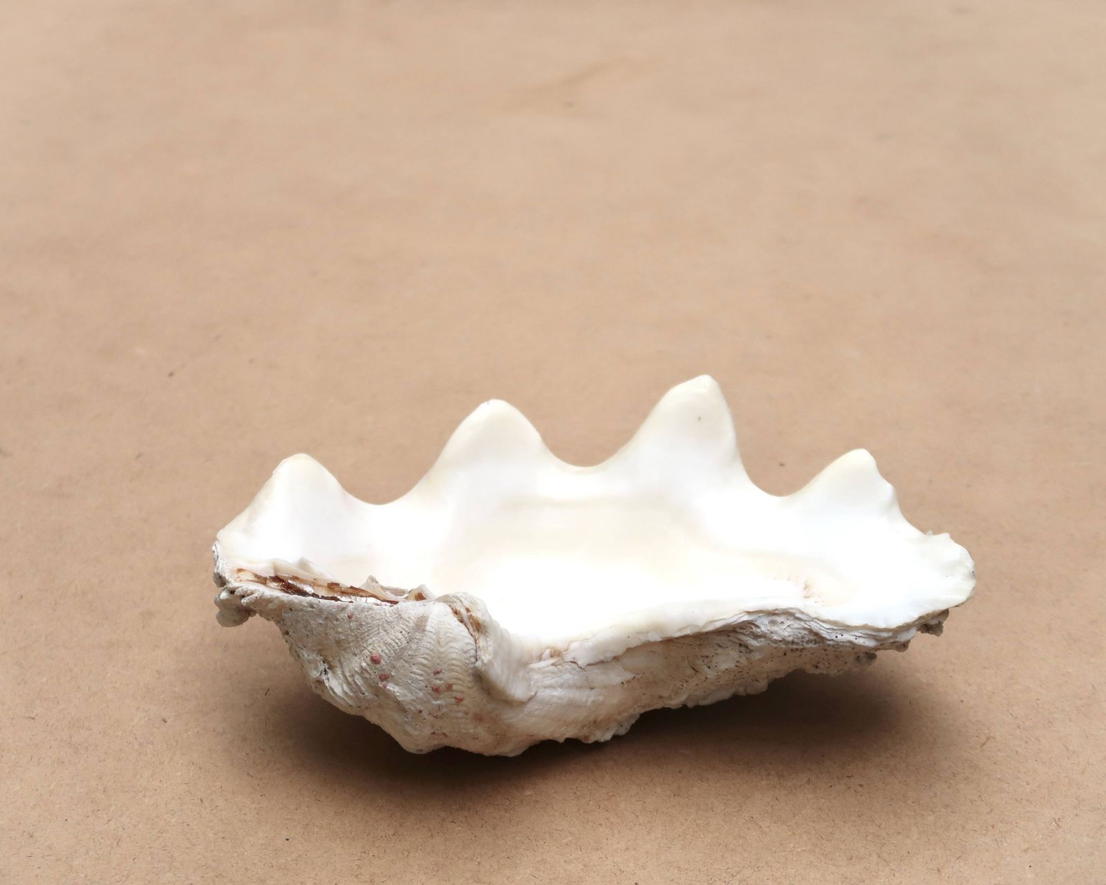 Natuurlijke witte beige schelp, vide-poche, ca. jaren 1970. photo for sale