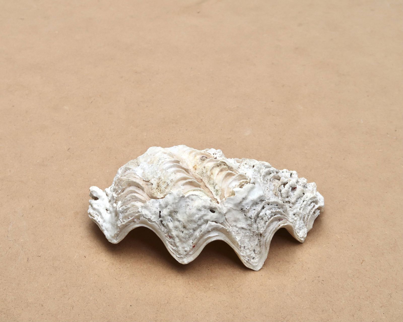 Natuurlijke witte beige schelp, vide-poche, ca. jaren 1970. photo vinterior