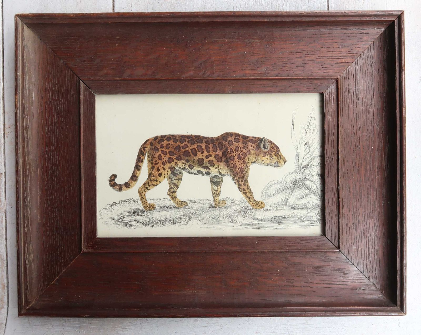 Antieke ingelijste prent van een jaguar, 1847 photo furniture