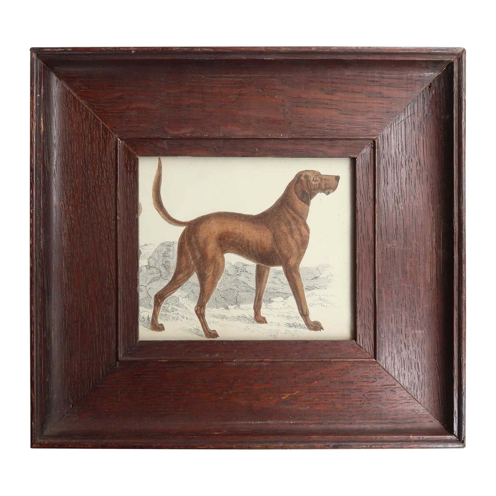 Original Antique Framed Print Of A Bloodhound, 1847