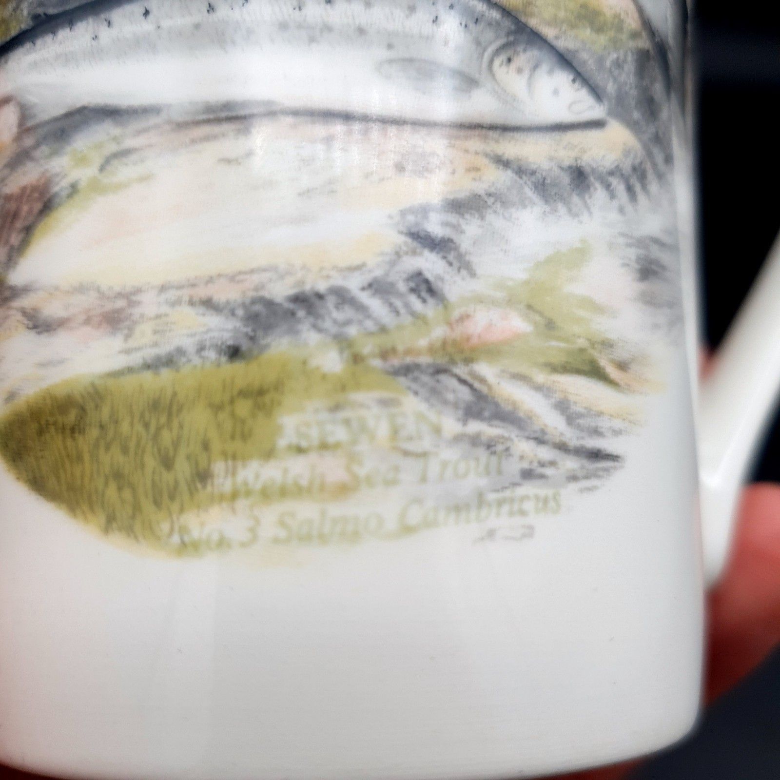 Portmeirion Compleat Angler Fern Sewen Welsh Sea Trout No.3 Mug Scarce photo buy