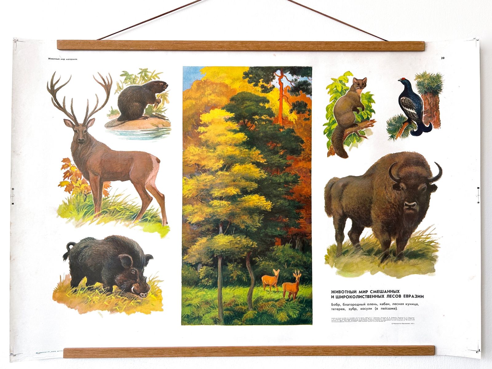 Original Soviet Vintage Educational Wildlife Poster – Eurasian Forest Animals: Deer, Bison, Wild Boar, Beaver | Ussr School Chart